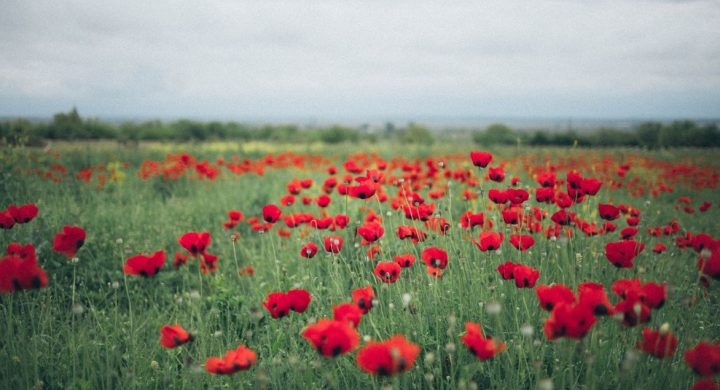 Remembrance Day